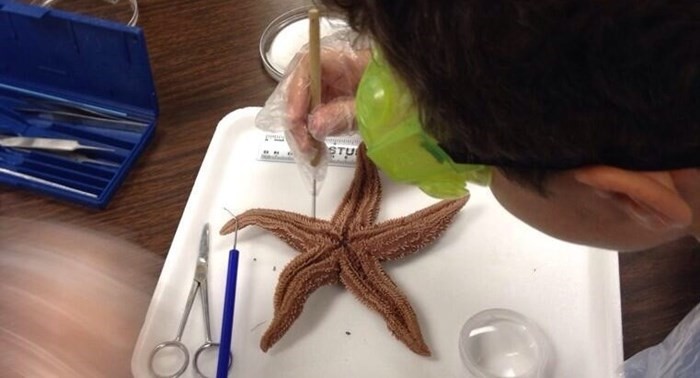 Starfish dissection in fifth grade